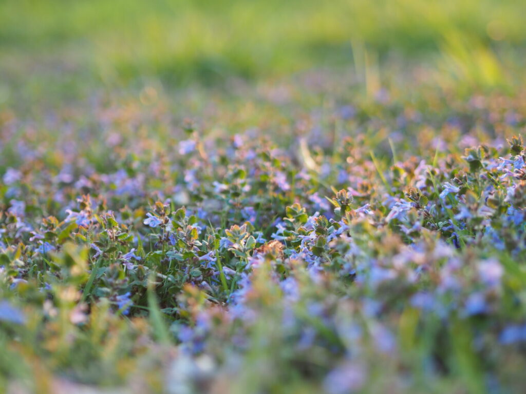 Bloeiende hondsdraf in een bloemrijk gazon (de Natuur van hier)