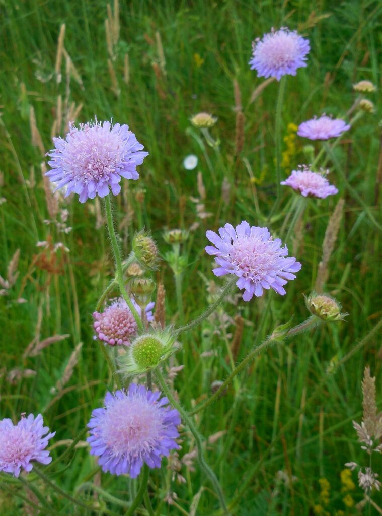 Knautia arvensis 17, Beemdkroon, Saxifraga-Ed Stikvoort