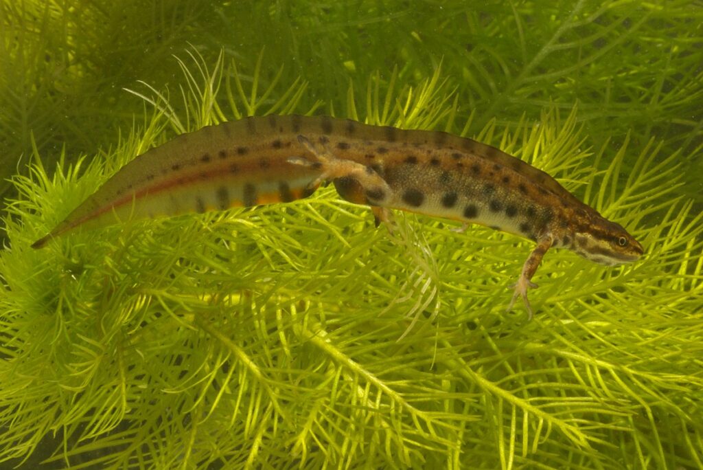 Lissotriton vulgaris 3, Kleine watersalamander, Saxifraga-Kees Marijnissen