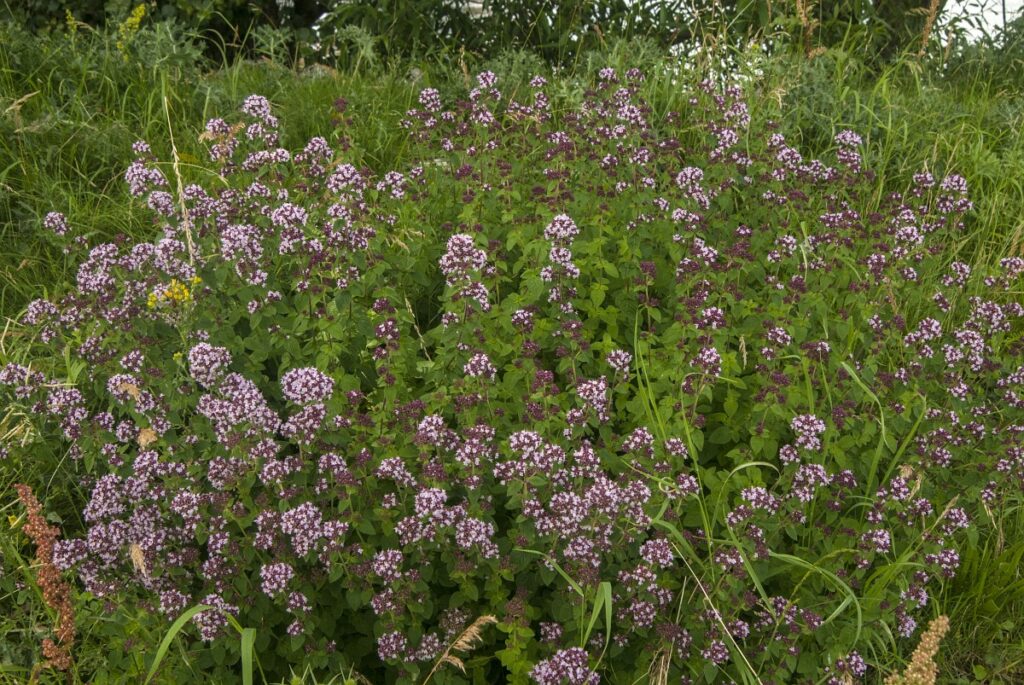 Wilde marjolein - planten volle zon