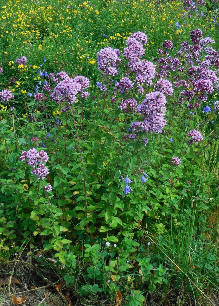 Wilde marjolein planten volle zon