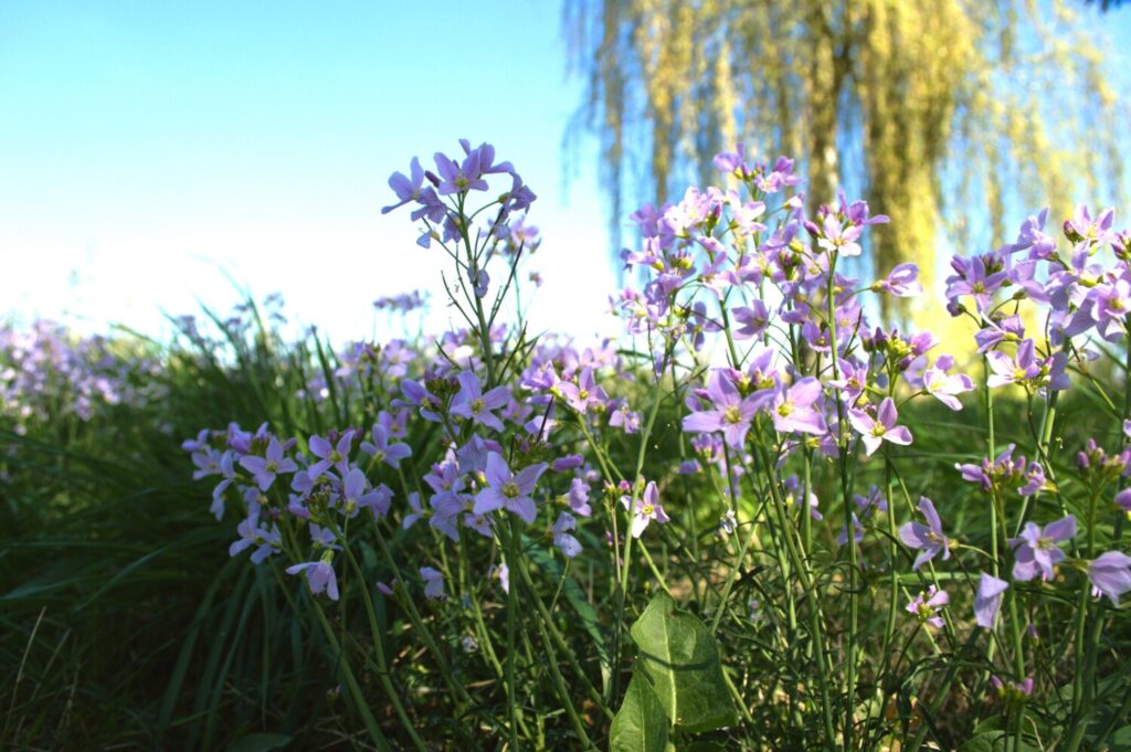 Bloemrijke gazons zijn een ideaal nectarveld voor bijen (de Natuur van hier)