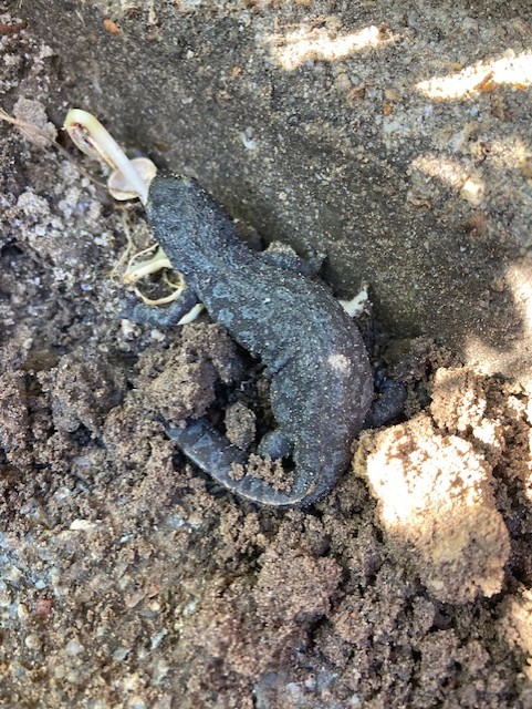 Salamander in de tuin