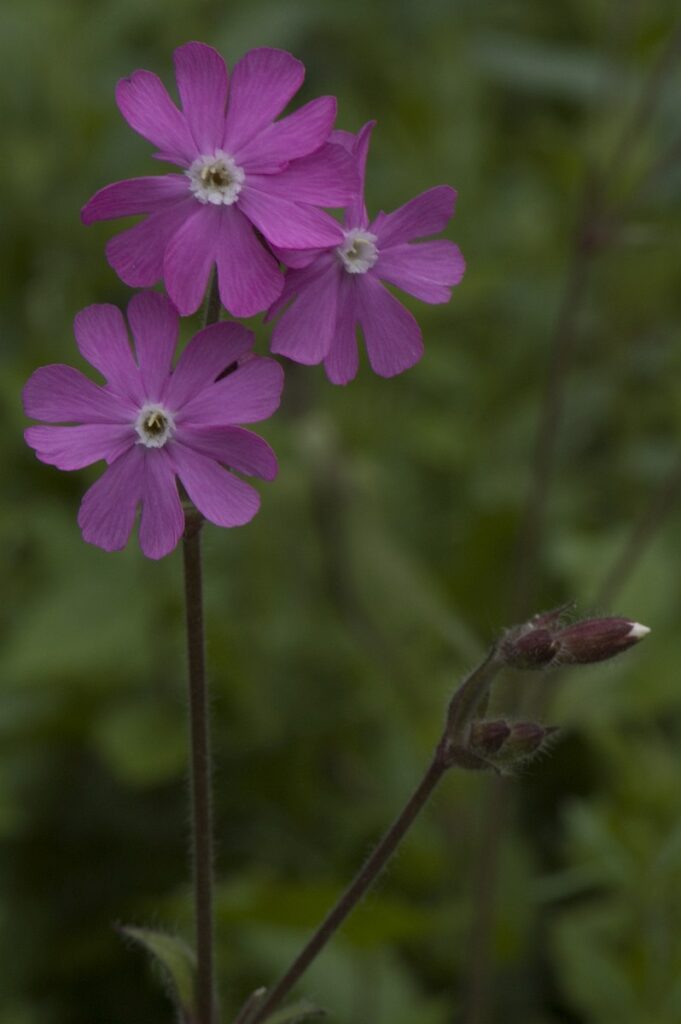 Silene dioica 4, Dagkoekoeksbloem, Saxifraga-Willem van Kruijsbergen