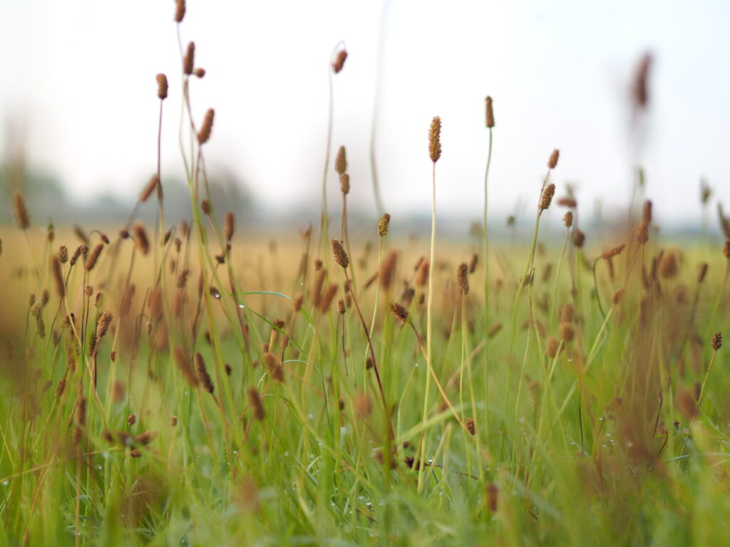Smalle weegbree (de Natuur van hier)