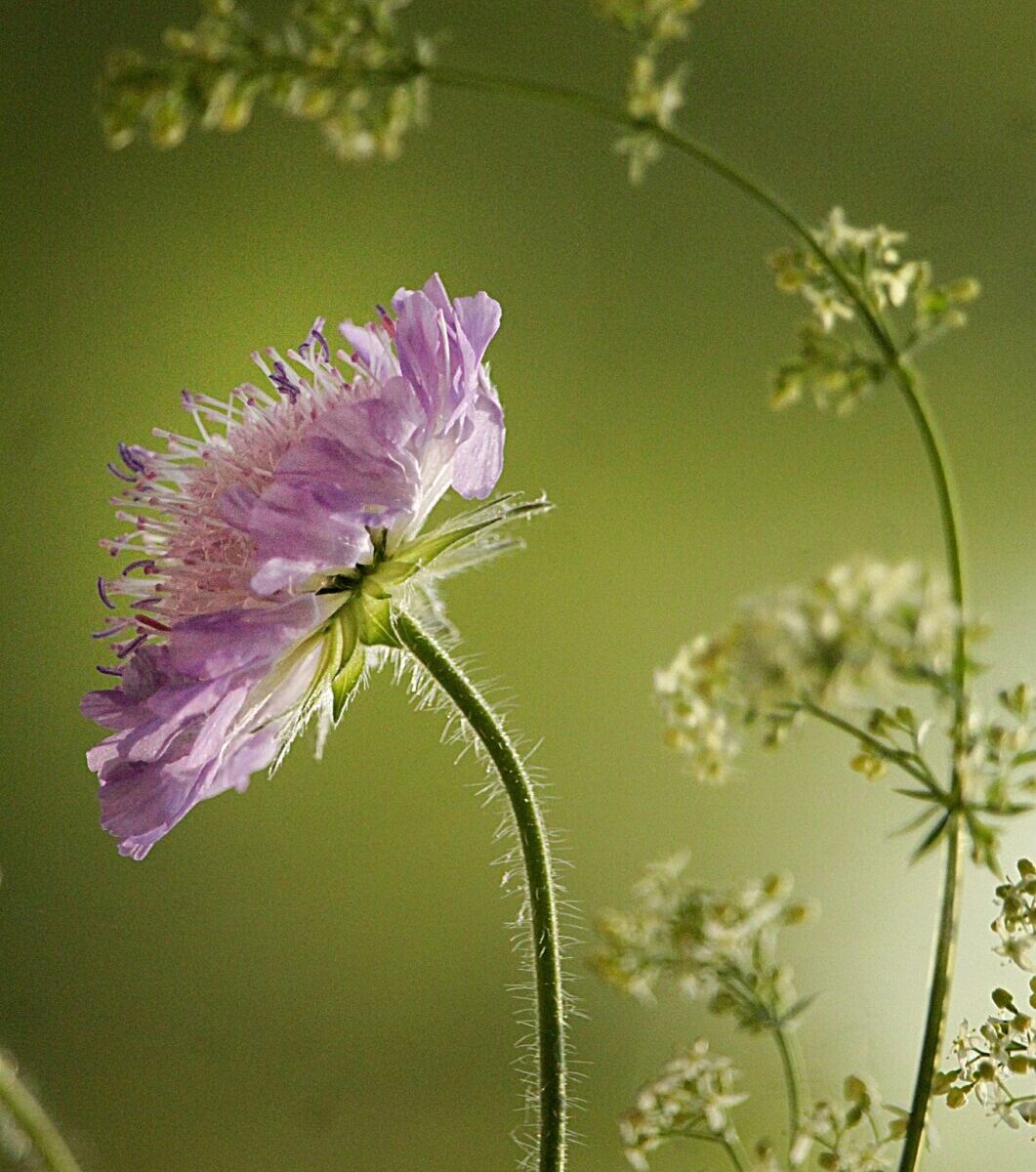 Bloemrijk gazon