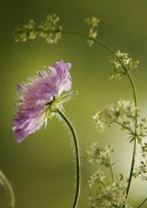 Bloemrijk gazon