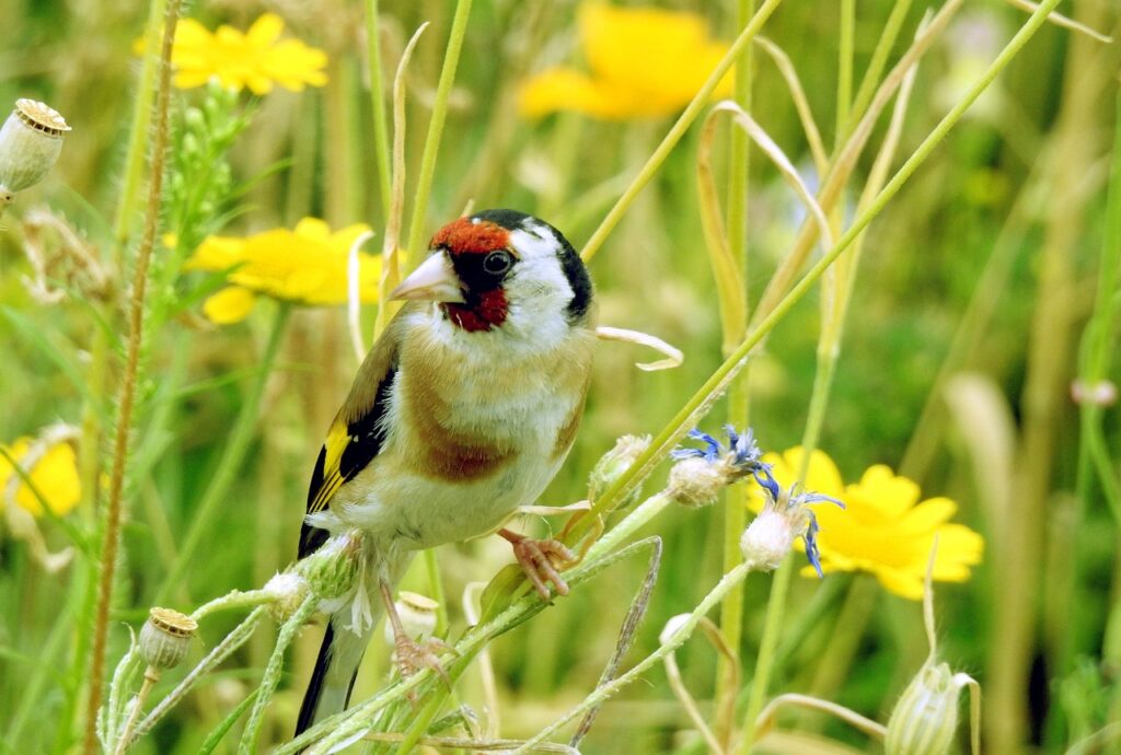 Bloemrijke gazons bieden voedsel voor vogels, zoals distelvinken die zaden komen eten