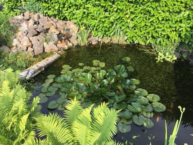 Salamanders in de tuin - groene vijver