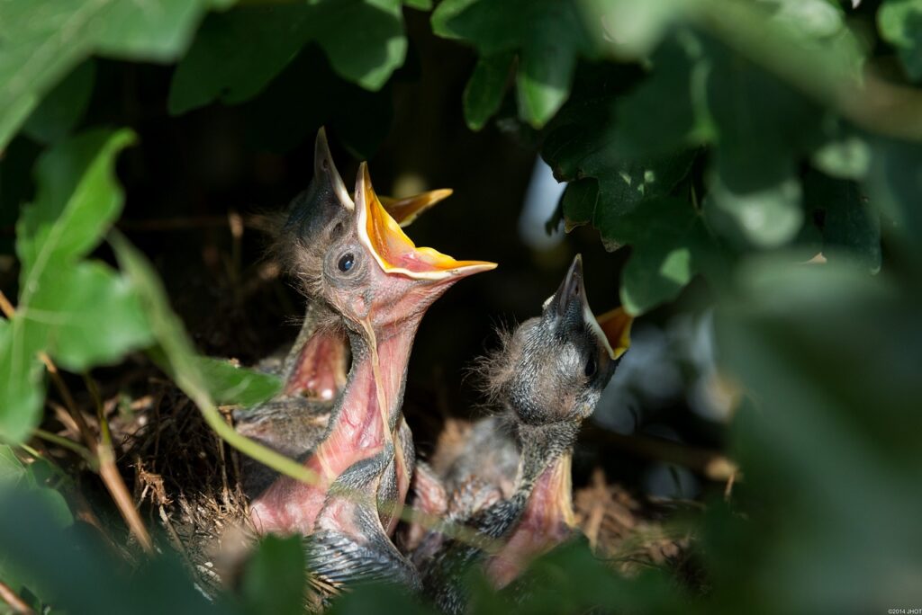 Bloemrijk gazon. Een heg, struik of boom kan nestgelegenheid bieden aan vogels en zorgt ook voor voedsel- en schuilmogelijkheden