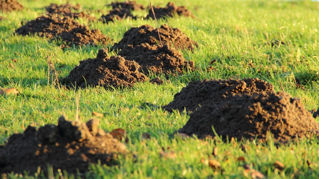 Voor veel mensen een doorn in het oog: molshopen in je tuin. Maar jij, als natuurtuinierder, weet dat dit juist heel goed is voor de bodem