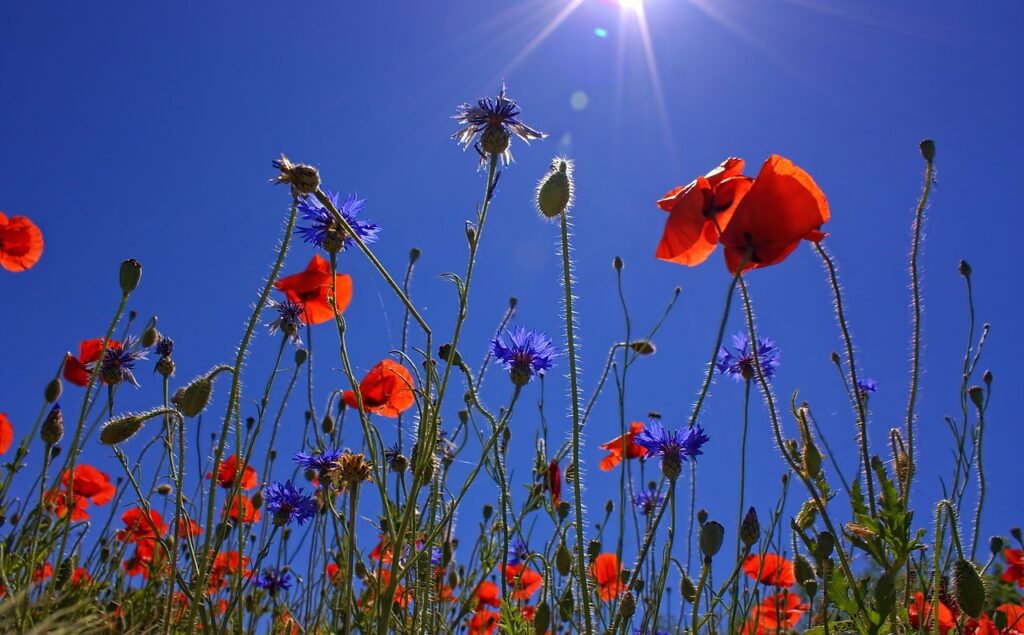 Een bloemrijk gazon biedt meer kleur, geur en biodiversiteit dan een strak groen gazon