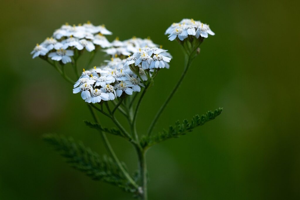 Duizendblad planten zon