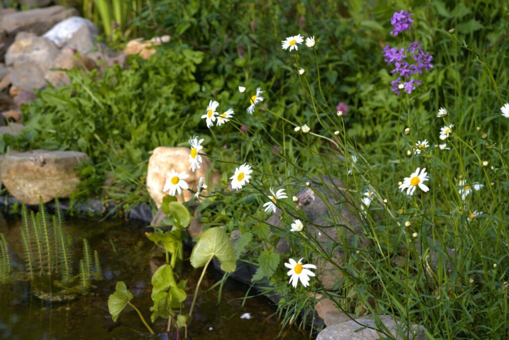 Gewone margriet in bloei langs een vijver (de Natuur van hier)
