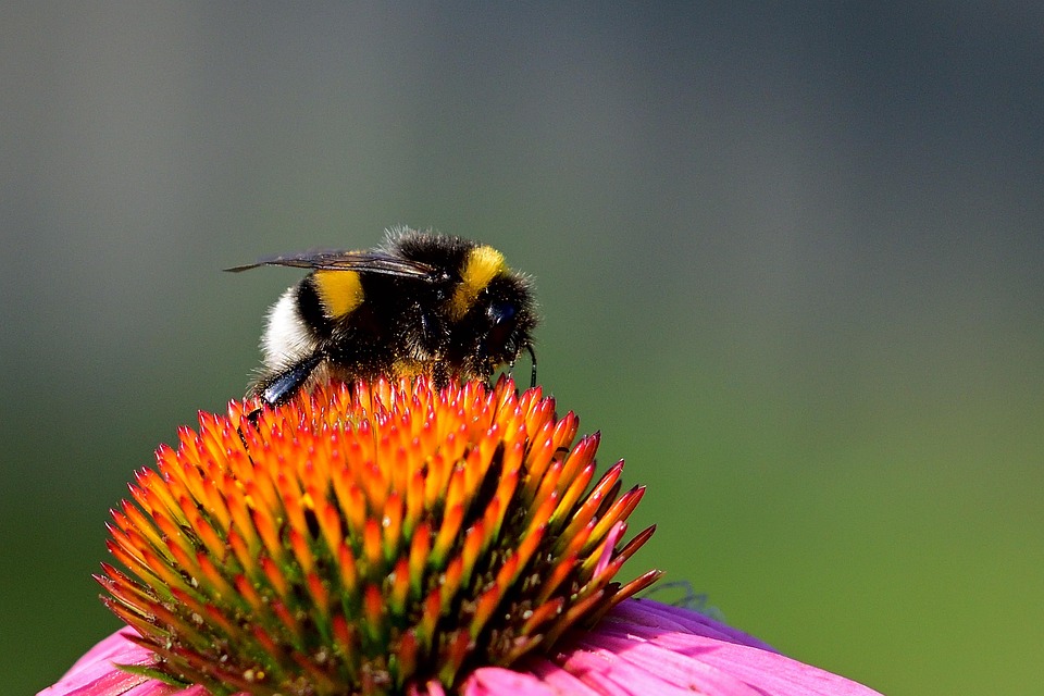 Aardhommel