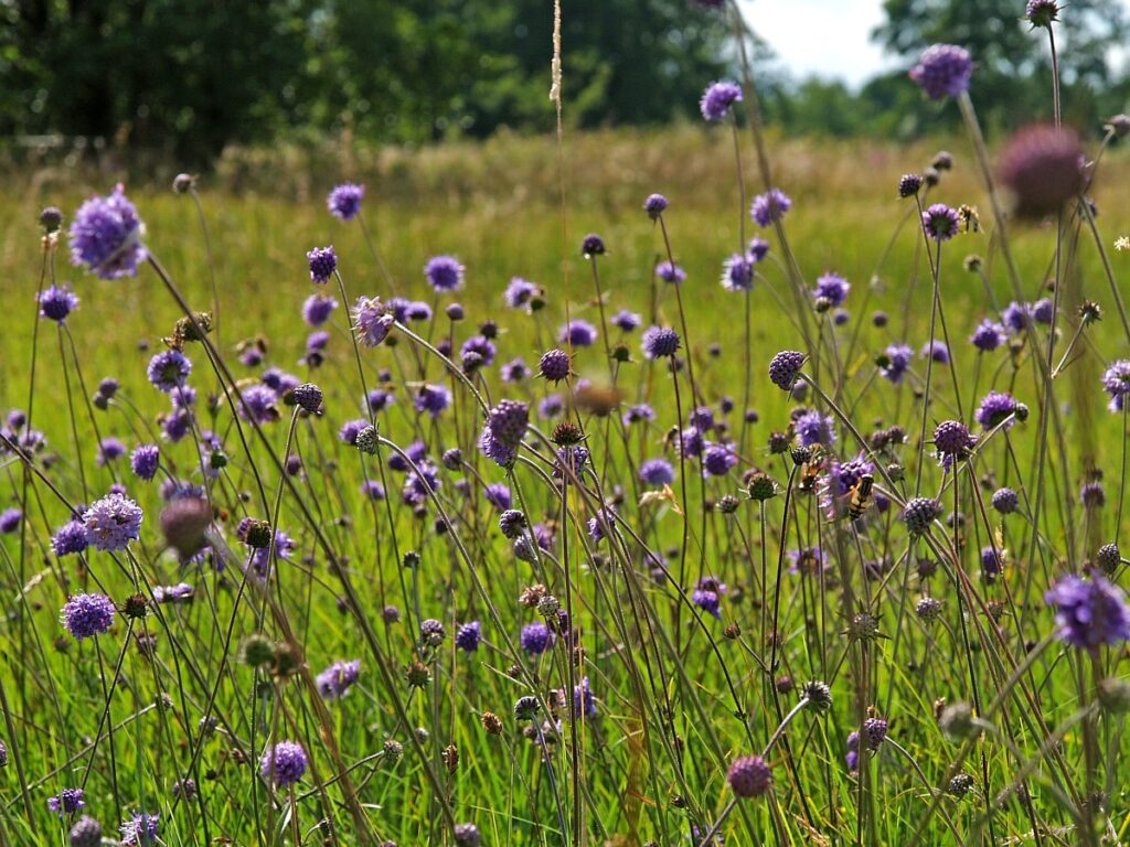 De prachtige lila-kleurige bloemen van blauwe knoop bloeien in de nazomer