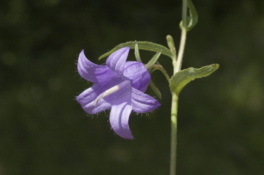 Campanula trachelium 1, Ruig klokje, Saxifraga-Jan van der Straaten