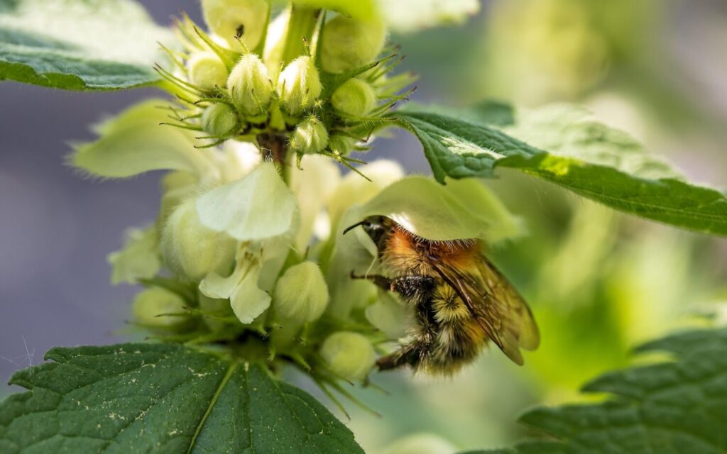 De bloemen van witte dovenetel bieden veel nectar, waardoor ze in trek zijn bij hommels en bijen