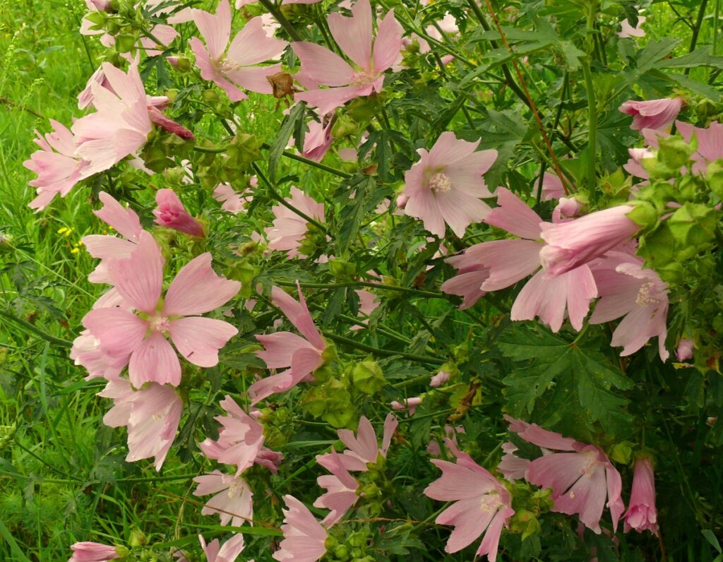De roze bloemen van muskuskaasjeskruid zijn geliefd bij bijen