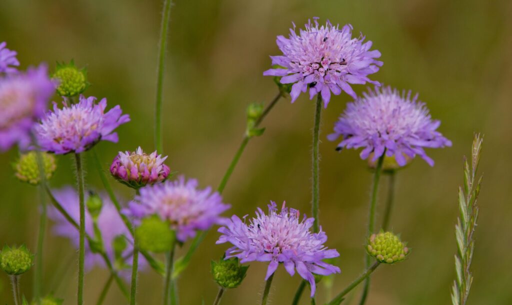 De prachtige lilakleurige bloemen van beemdkroon