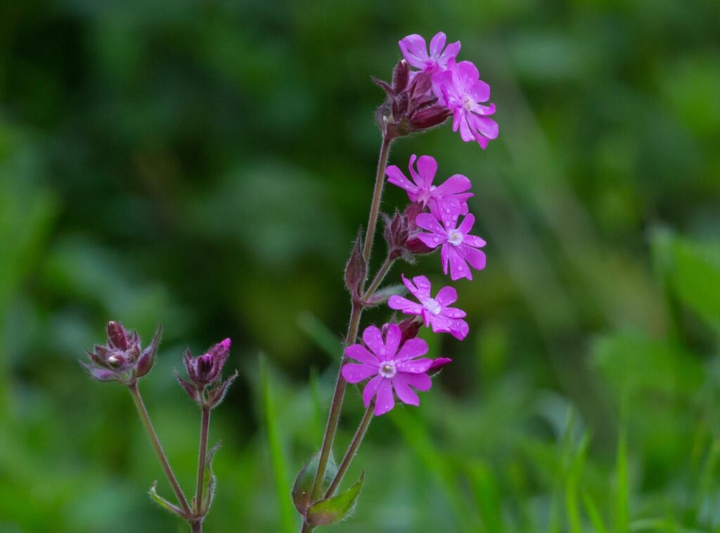 Door de lange bloei is dagkoekoeksbloem een uitstekende bijenplant om in de border te gebruiken