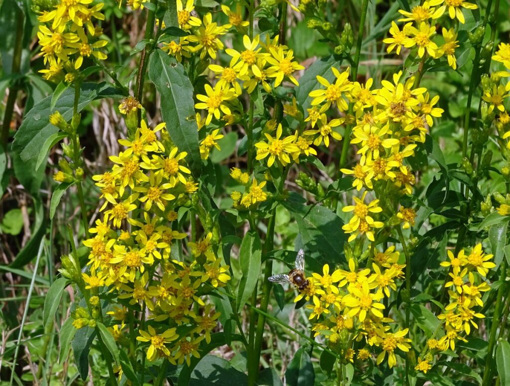 Echte guldenroede bloeit prachtig met gele bloempluimen (Saxifrage - Hans Grotenhuis)