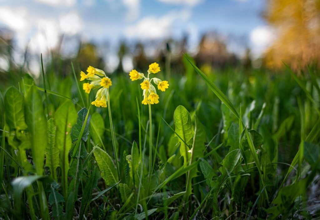 Gulden sleutelbloem voelt zich het meeste thuis in een extensief beheerd bloemrijk gazon