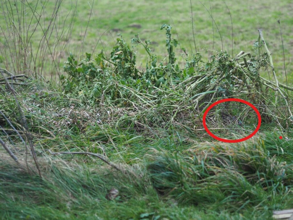 Uitgebloeide kruiden schuilplaats haas (De Natuur van hier)