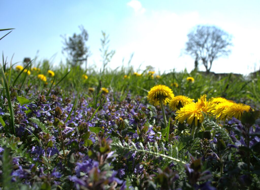 In onze natuurtuin maaien we ons gazon maar een aantal keren per jaar en gebruiken we geen bestrijdingsmiddelen en kunstmest. Zo onstaat er een kruidenrijk gazon wat vol zit met bijen, hommels en andere insecten (De Natuur van hier)