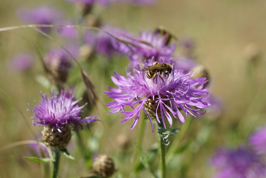 Knoopkruid is een van de belangrijkste inheemse bijenplanten en wordt door veel verschillende soorten wilde bijen bezocht