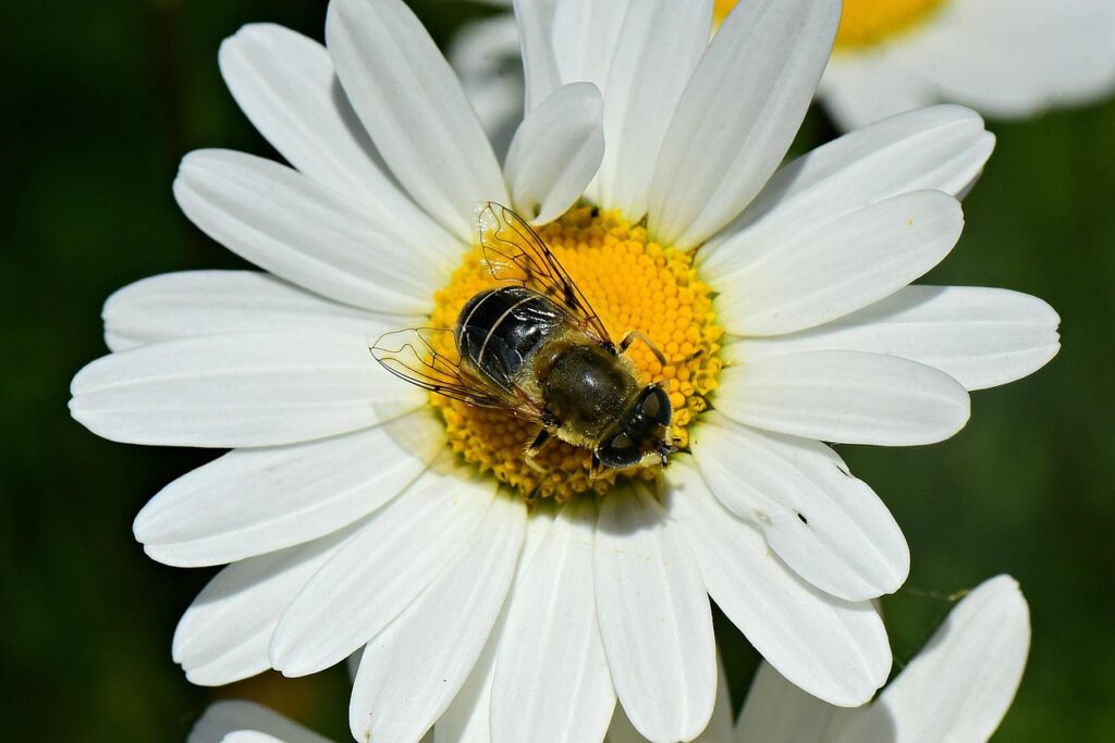 Naast bijen zijn zweefvliegen, zoals deze puntbijvlieg, ook graag geziene gasten op de bloemen van gewone margriet