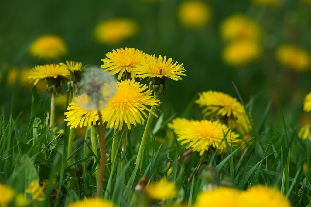 Paardenbloem bijenplanten