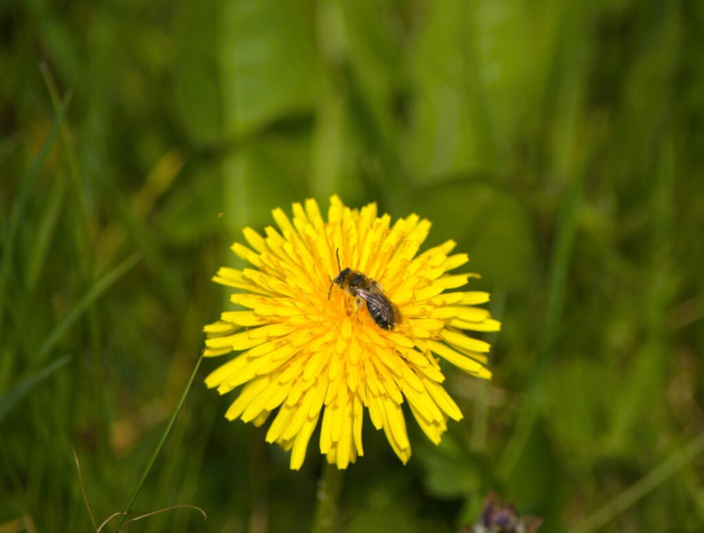 Maar liefst 107 soorten bijen zijn waargenomen op de paardenbloem. Hier zie je het roodgatje, een solitaire bij uit het geslacht zandbijen (de Natuur van hier)