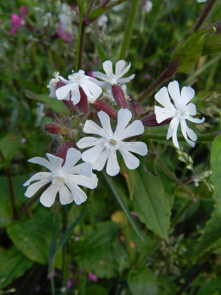 Silene dioica 45, Dagkoekoeksbloem, Saxifraga-Rutger Barendse