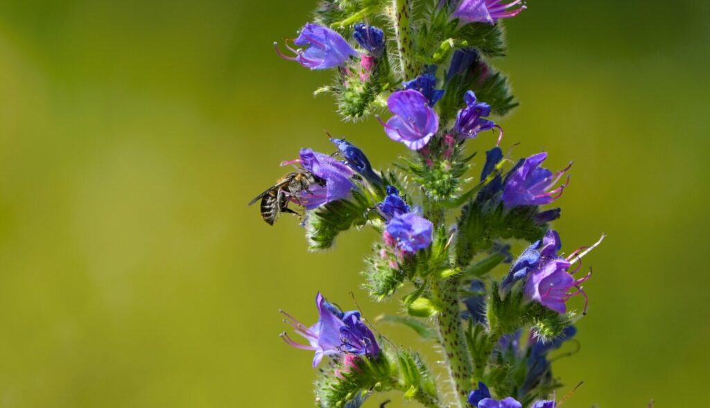 Slangenkruid is een uitstekende drachtplant voor bijen, hommels en zweeefvliegen en trekt onder andere honingbijen, metselbijen en de speciale slangenkruidbij (zichtbaar op de afbeelding) aan (de Natuur van hier)