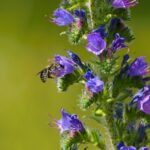 Slangenkruid is een uitstekende drachtplant voor bijen, hommels en zweeefvliegen en trekt onder andere honingbijen, metselbijen en de speciale slangenkruidbij (zichtbaar op de afbeelding) aan (de Natuur van hier)