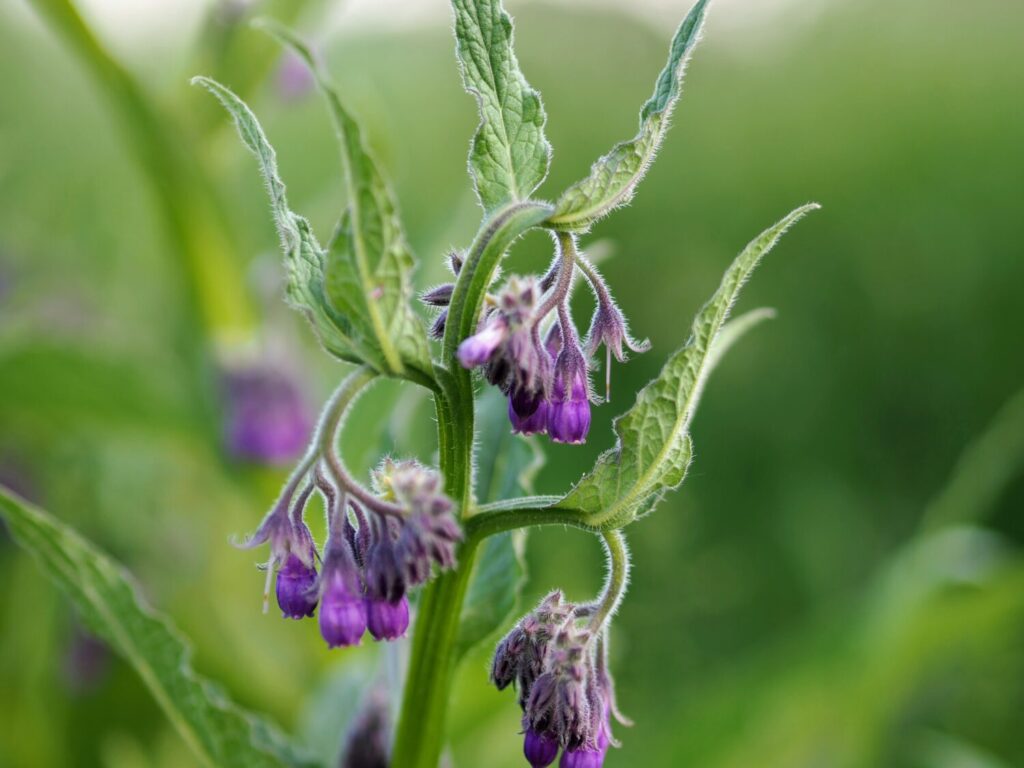 Smeerwortel (De Natuur van hier)