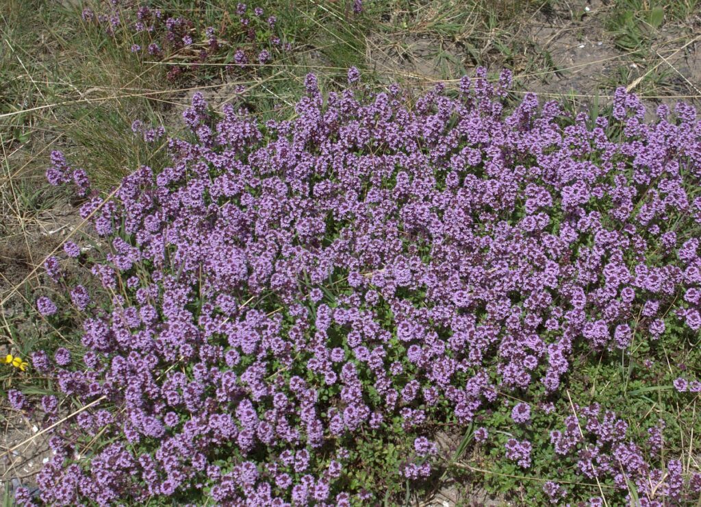 Thymus pulegioides 7, Grote tijm, Saxifraga-Peter Meininger