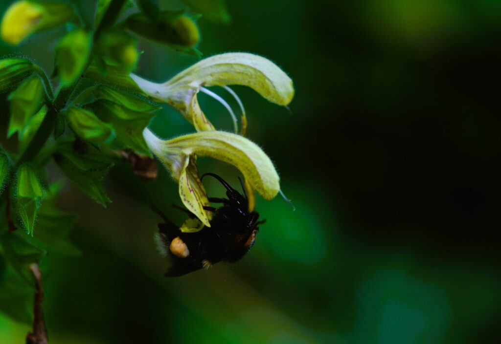 Met hun lange tong weten hommels goed bij de zoete nectar te komen (de Natuur van hier)