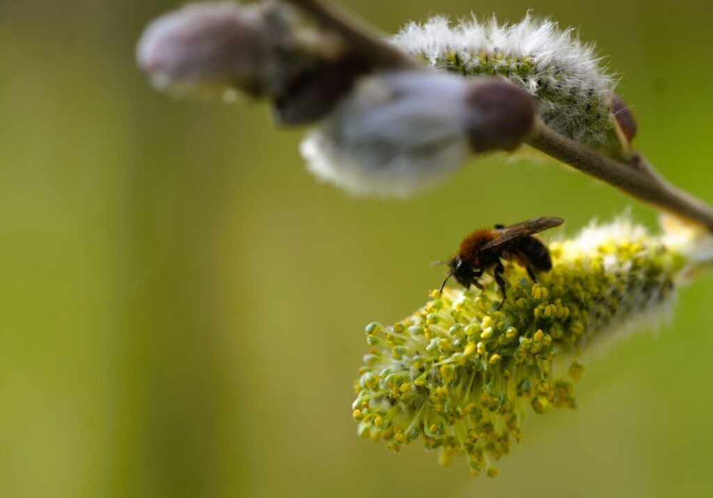 Een tweekleurige zandbij vindt nectar in een bloeiende wilg