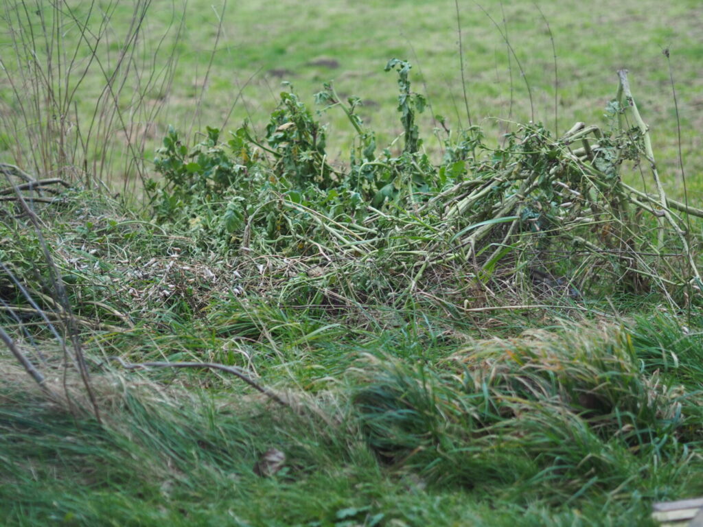 Uitgebloeide planten en rommelhoekjes zijn cruciaal voor vlinders en andere insecten (de Natuur van hier) 