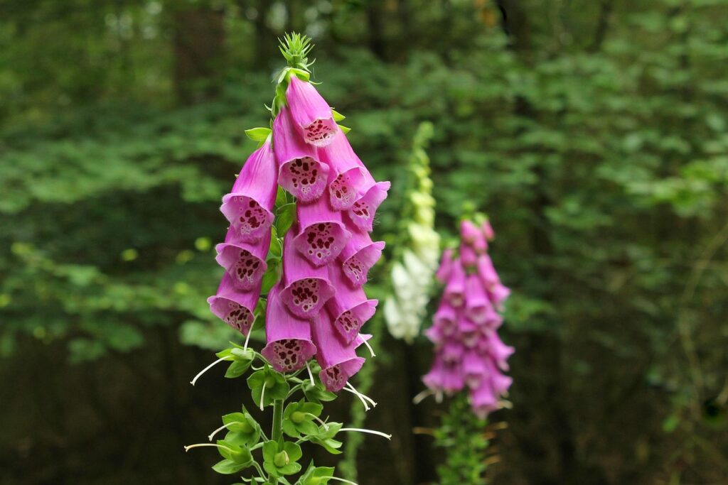 Vingerhoedskruid bijenplanten