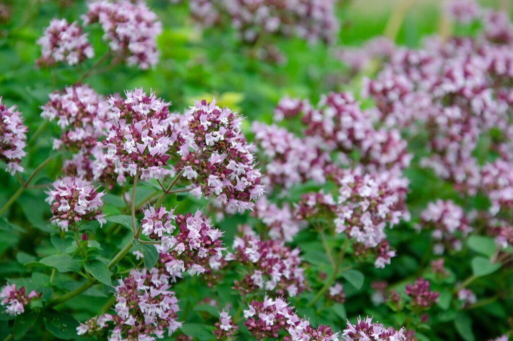 Wilde marjolein bijenplanten