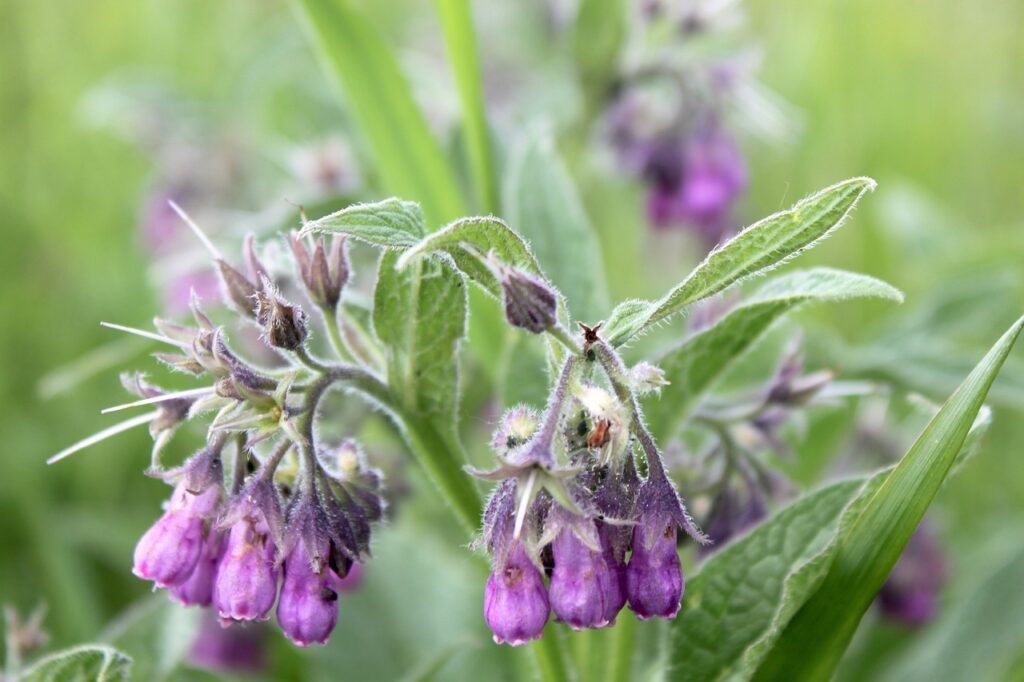 Gewone smeerwortel bijenplanten