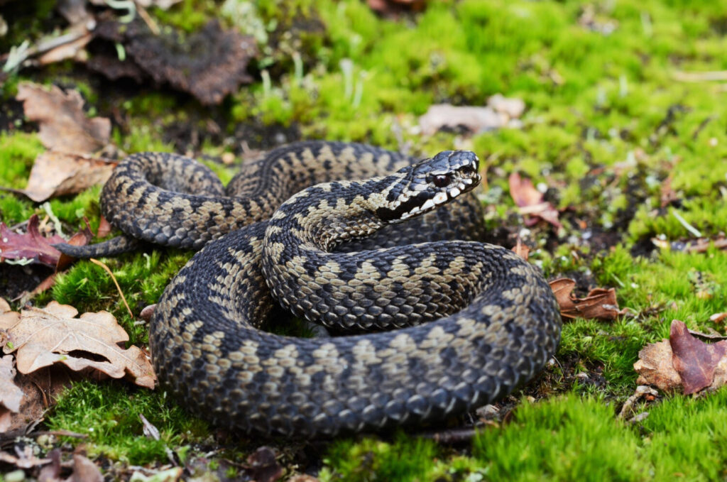 Adder - Vipera berus (Shutterstock) slangen in Nederland