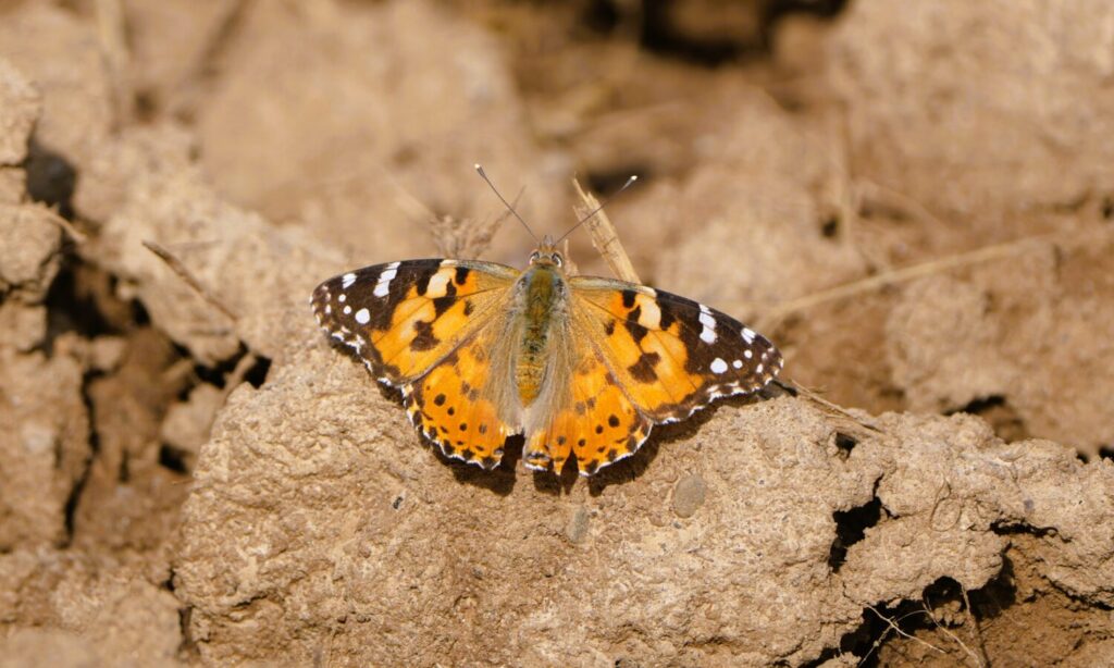 Distelvlinder (de Natuur van hier)