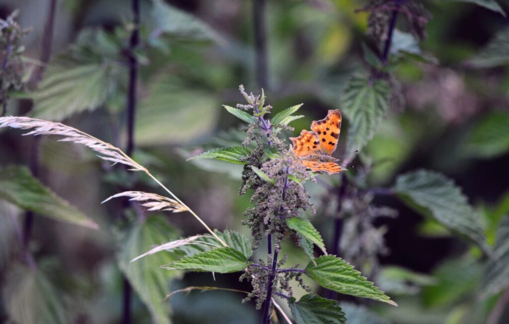 Brandnetels zijn onwijs belangrijk voor veel vlindersoorten, zoals de gehakkelde aurelia (de Natuur van hier)