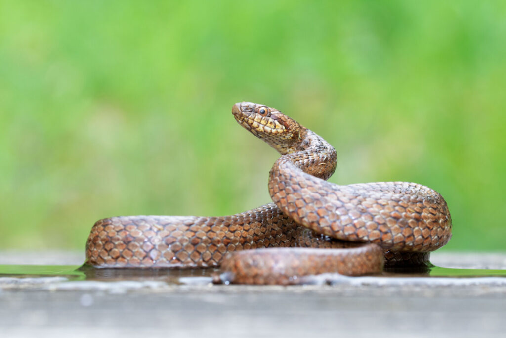 Slangen in Nederland - De natuur van hier