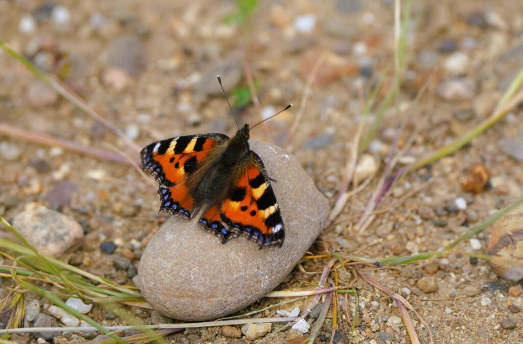De kleine vos is een voornamelijk oranje vlinder, met gekleurde stippen en zwarte, gestippelde rand (de Natuur van hier)