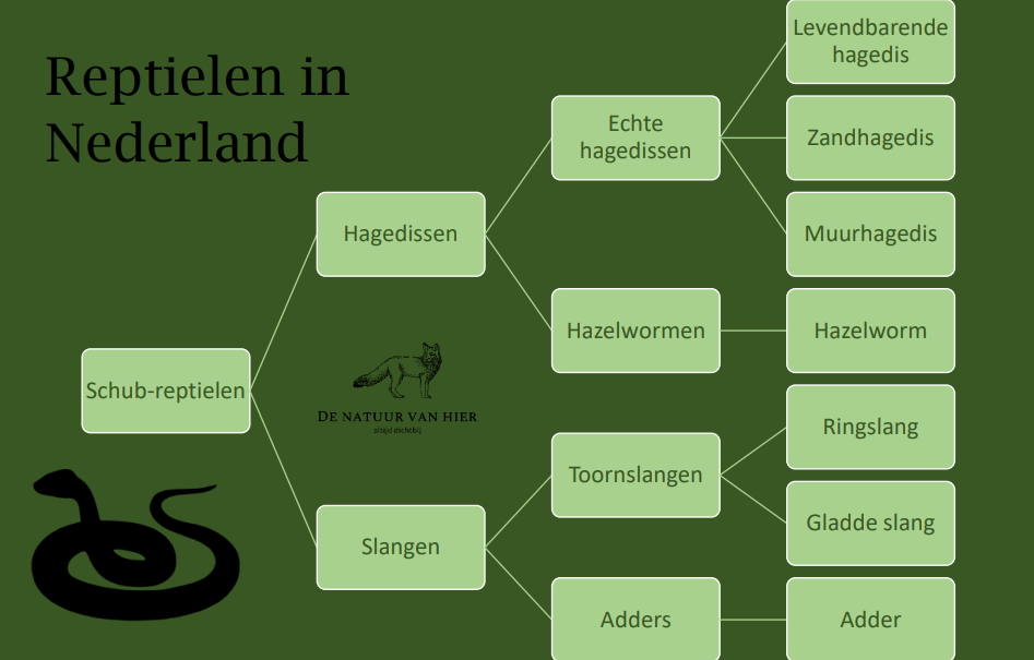 Taxonomie reptielen in Nederland (de Natuur van hier)